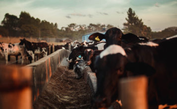 Dairy Cows