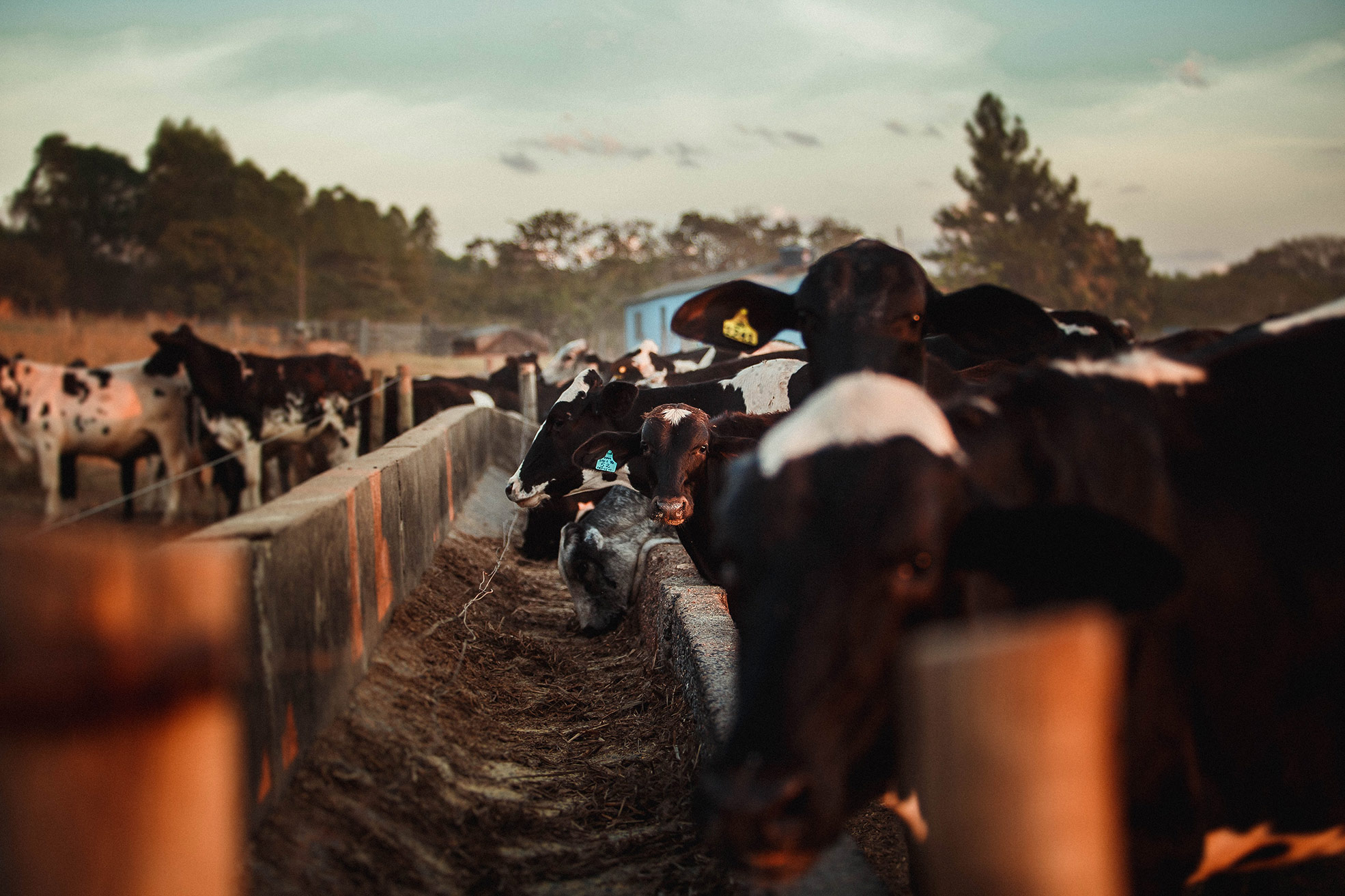 Dairy Cows